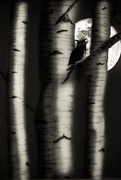 19th Jan 2021 - moon among the birches