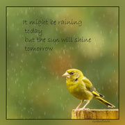 19th Jan 2021 - Greenfinch in the rain