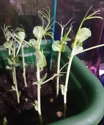 19th Jan 2021 - Pea shoots grown in a window box indoors 