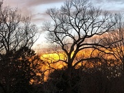 19th Jan 2021 - Sunset and bare winter trees