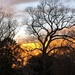 Sunset and bare winter trees by congaree