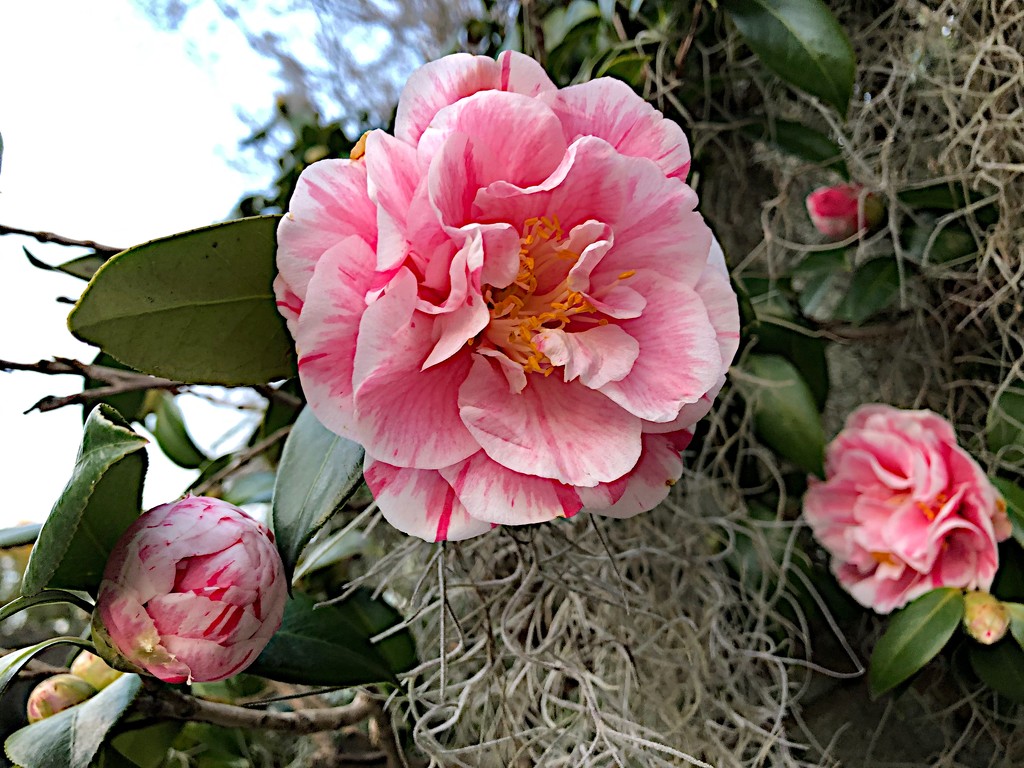 Camellias to temper a cold January afternoon. by congaree