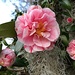 Camellias to temper a cold January afternoon. by congaree