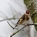 Snowy Goldfinch by carole_sandford