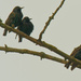 European starlings by rminer