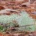 Cladonia rangiferina and Polytrichum commune by marlboromaam