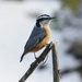 Nuthatch by paintdipper