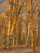 19th Jan 2021 - Golden Hour Forest 