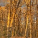 Golden Hour Forest  by khawbecker