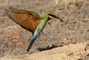 20th Jan 2021 - Rainbow bee-eater approaching the burrow