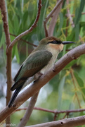 19th Jan 2021 - Young Rainbow bee-eater