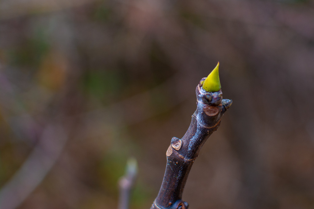 Fig bud... by thewatersphotos