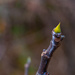 Fig bud... by thewatersphotos