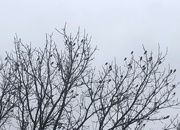 19th Jan 2021 - Flock of Birds 