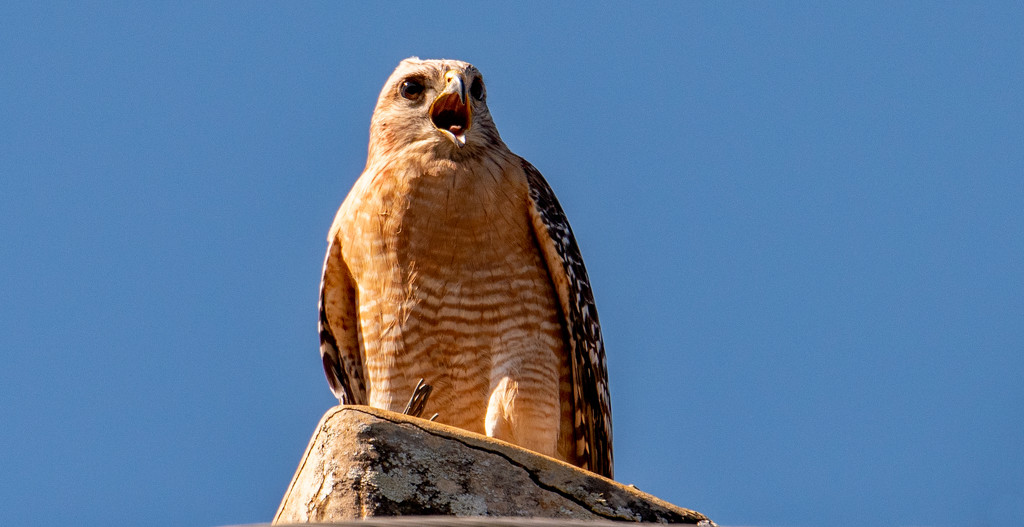 Red Shouldered Hawk Making a Lot of Noise! by rickster549
