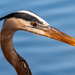 Blue Heron Posing for it's Portrait! by rickster549