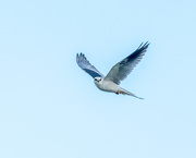 19th Jan 2021 - White-tailed Kite