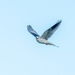 White-tailed Kite by nicoleweg