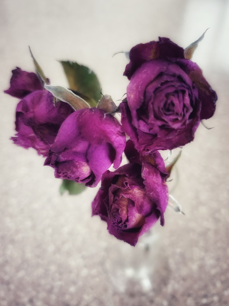 old roses by edorreandresen