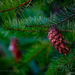 Pine cone  by theredcamera