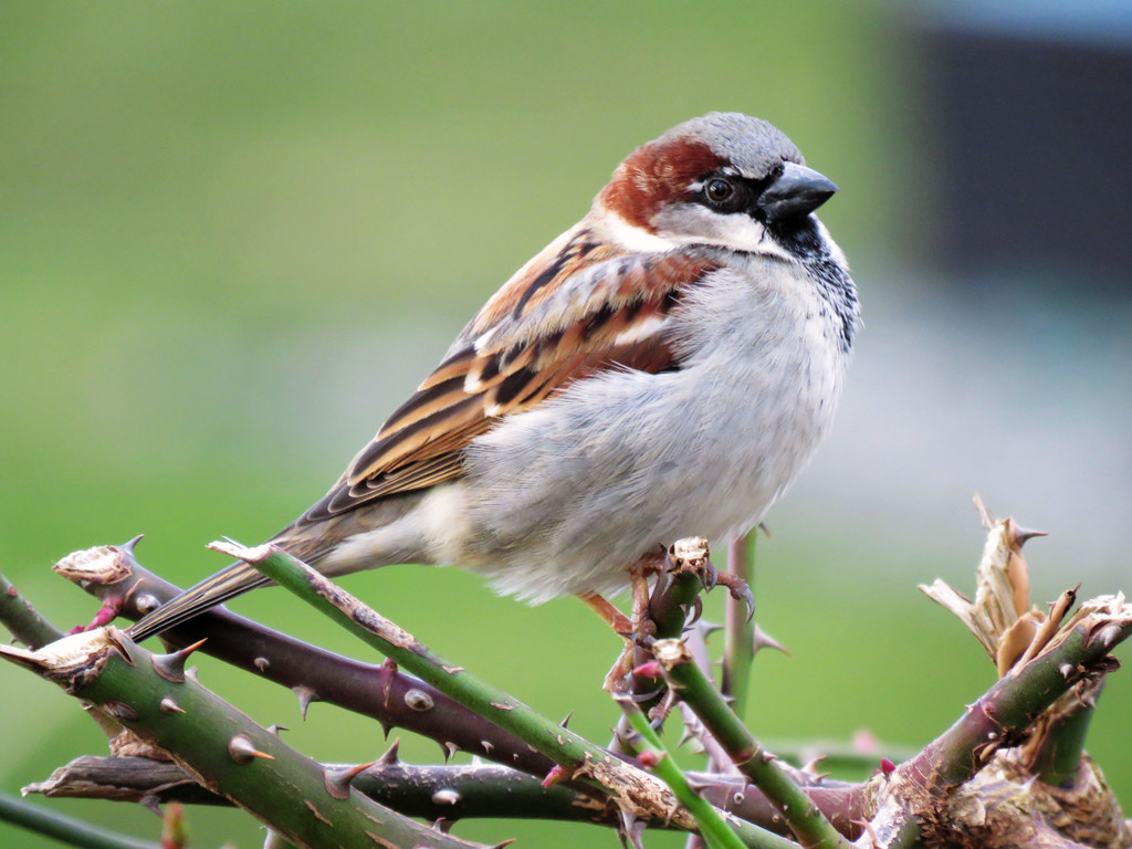 Sparrow by seattlite