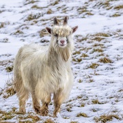 20th Jan 2021 - Mountain Goat