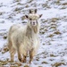 Mountain Goat by shepherdmanswife