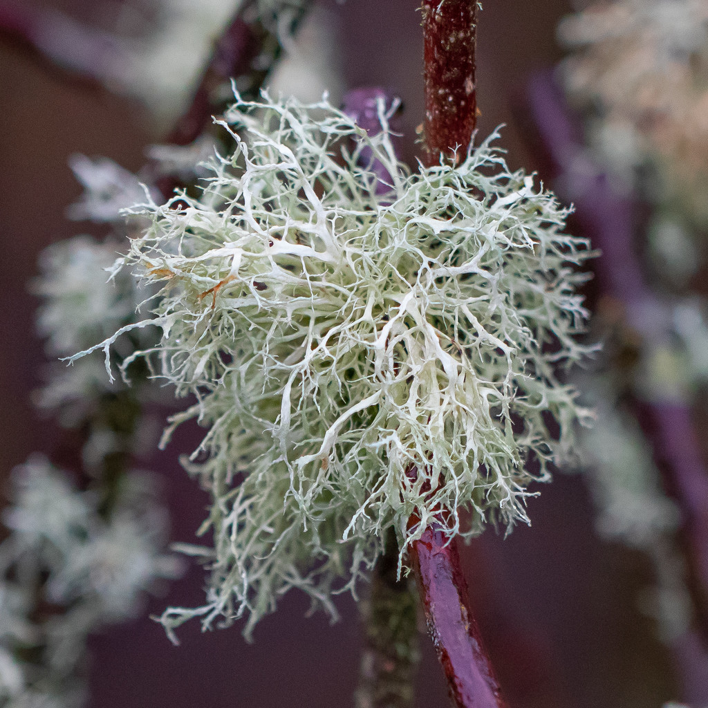 Garden Lichen by lifeat60degrees