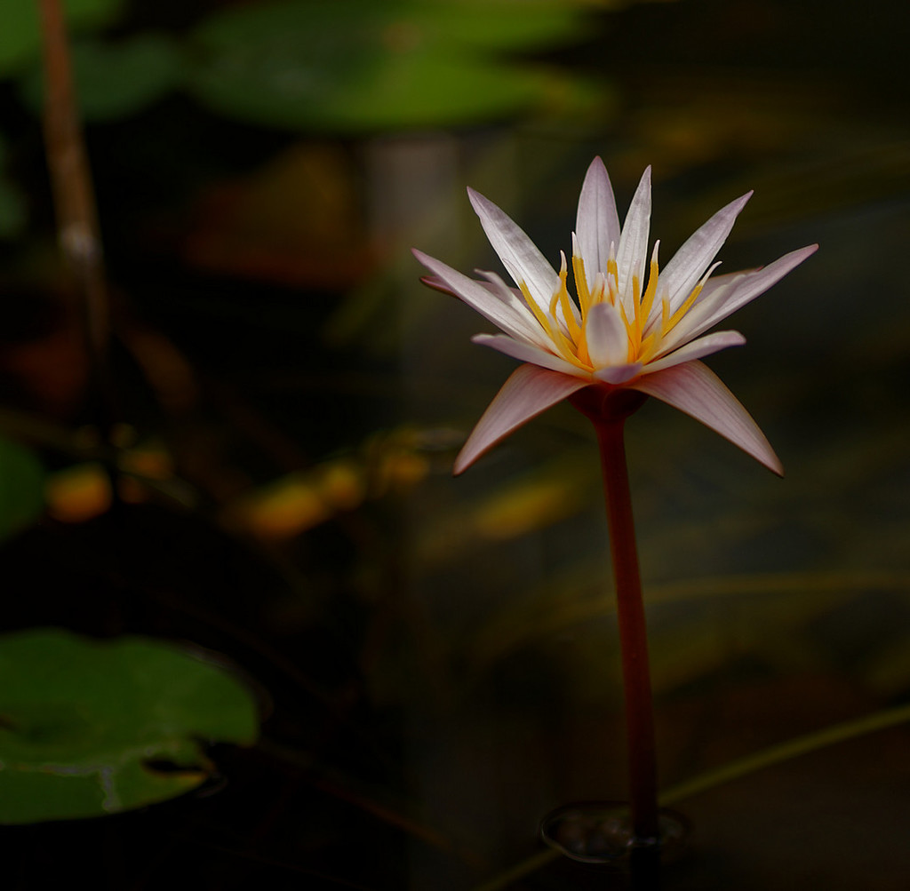 0120 - Water Lilly by bob65