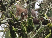 20th Jan 2021 - Squirrel visits peartree 