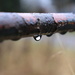 Raindrops by 365projectorglisa