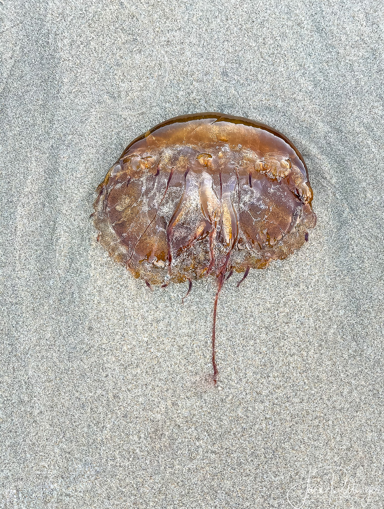 Beached Jellyfish by jgpittenger