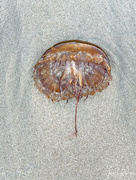 20th Jan 2021 - Beached Jellyfish