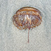 Beached Jellyfish by jgpittenger