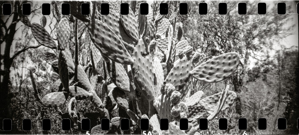 Prickly by spanner