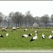 storks and sheep by gijsje