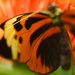 Butterfly wing by larrysphotos