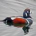 Male Harlequin Duck by kathyo