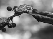 21st Jan 2021 - Wet reflections on a holly leaf...