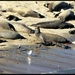 Elephant Seal Pupping Season at Pt. Reyes Seashore by markandlinda