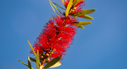 20th Jan 2021 - Bottle Brush Up High!