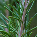 Close up of Rosemary... by thewatersphotos