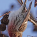 Common Redpoll by annepann