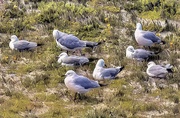 21st Jan 2021 - Resting and preening gulls