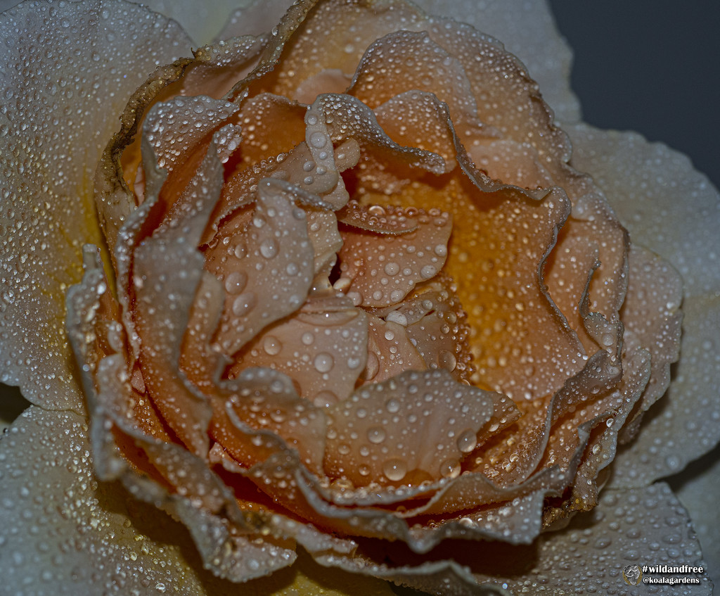 fully opened apricot rose by koalagardens