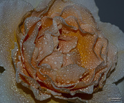 20th Jan 2021 - fully opened apricot rose