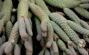 20th Jan 2021 - Cactus Fingers