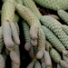 Cactus Fingers by redy4et