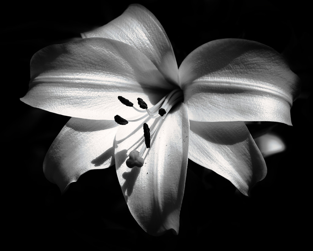 Black and White in the style of Ansel Adams by suez1e