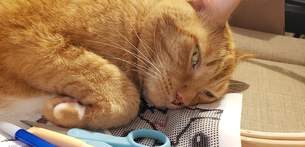 Sleeping on my stitching by labpotter